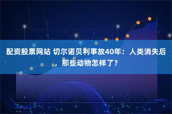 配资股票网站 切尔诺贝利事故40年：人类消失后，那些动物怎样了？